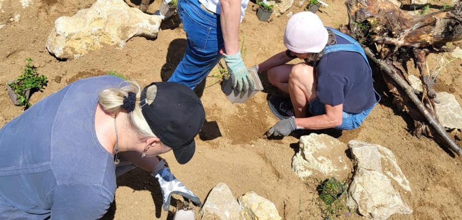 Auf dem Bild sieht man eine Gruppe von vier Personen. Diese stehen in einem Beet aus Sand und Stein. Sie tragen Gartenhandschuhe und setzen pflanzen verschiedene grüne Gewächse.